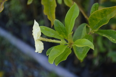 Brunfelsia americana