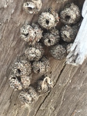 Apterona helicoidella