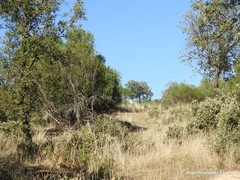 Phillyrea angustifolia