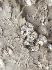 Apterona helicoidella