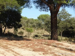 Phillyrea angustifolia