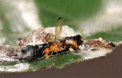 Odontomera limbata