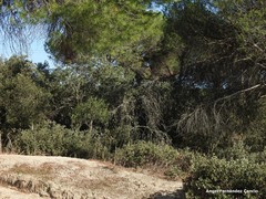 Phillyrea angustifolia