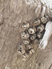 Apterona helicoidella