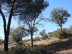 Phillyrea angustifolia