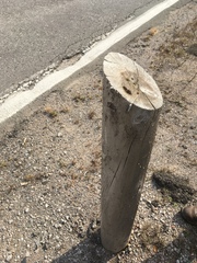 Apterona helicoidella