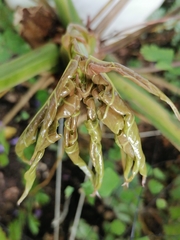 Anthurium clavigerum