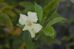 Brunfelsia americana
