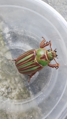 Chrysina