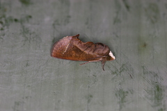 Gonodonta immacula