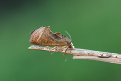 Gonodonta immacula