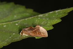 Gonodonta immacula