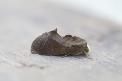 Gonodonta immacula