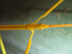 Pseudosermyle strigiceps