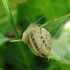 Xerosecta reboudiana