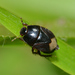 Two-lined Burrowing Bug - Photo (c) Margarita Lankford, some rights reserved (CC BY-NC), uploaded by Margarita Lankford