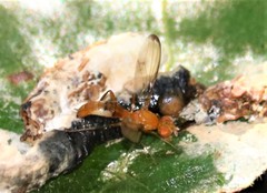 Odontomera limbata