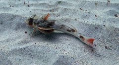 Chelidonichthys lucerna