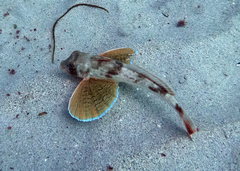 Chelidonichthys lucerna