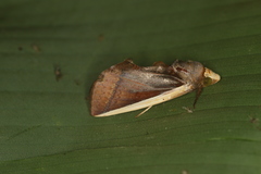 Gonodonta pyrgo