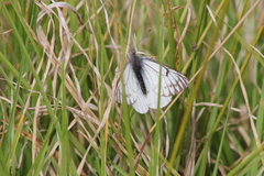 Tatochila xanthodice