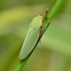 Draeculacephala balli