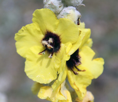 Verbascum formosum