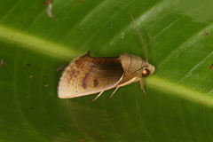 Gonodonta sicheas