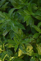 Eumachia microdon