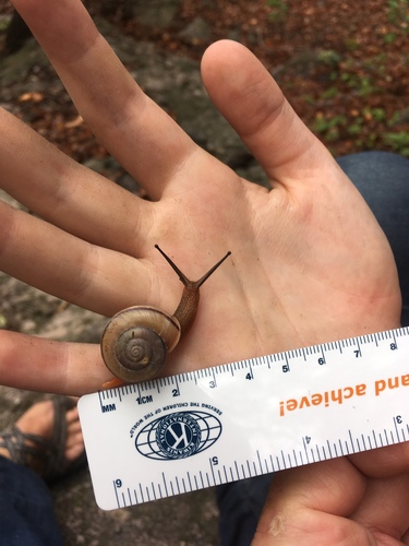 Chiricahua Talussnail