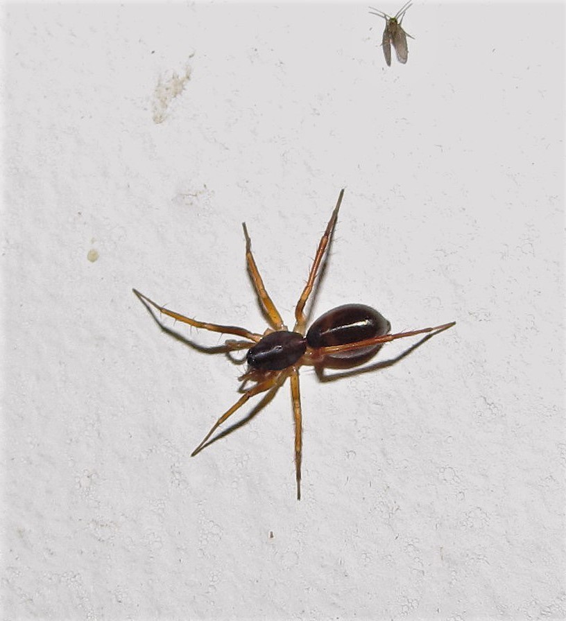 Castianeira spinipalpis