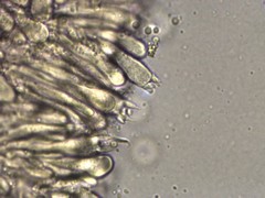 Mycena griseoviridis