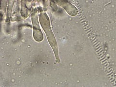 Mycena griseoviridis