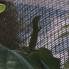 Naultinus grayii