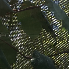 Naultinus grayii