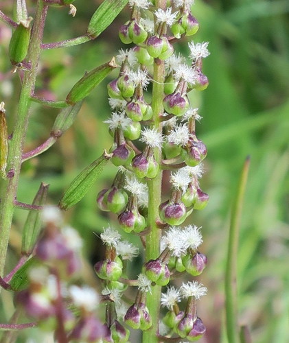 Triglochin bulbosa (Triglochin bulbosa)