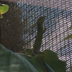 Naultinus grayii