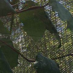 Naultinus grayii