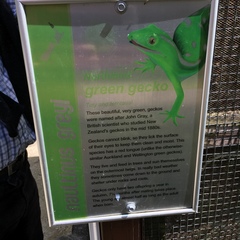 Naultinus grayii