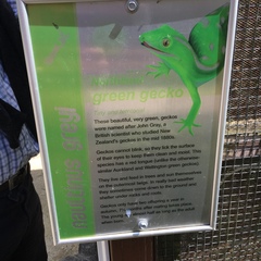 Naultinus grayii