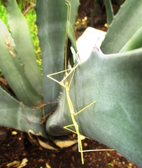 Pseudosermyle strigiceps
