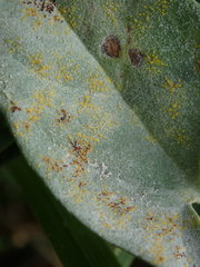 Puccinia convolvuli