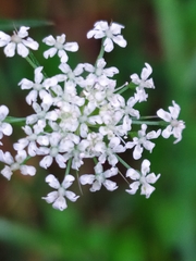 Ammi majus