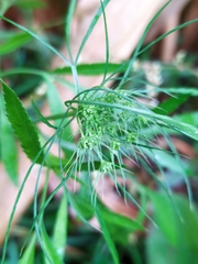 Ammi majus