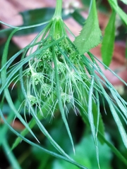 Ammi majus