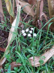 Ammi majus
