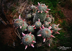 Mammillaria sheldonii