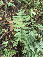 Dryopteris clintoniana