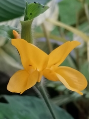 Goeppertia villosa