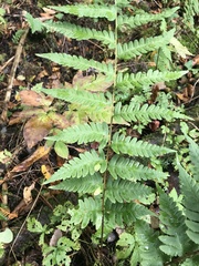 Dryopteris clintoniana
